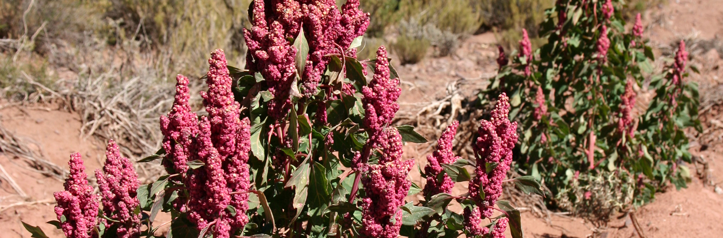 LES CARACTERISTIQUES ET VARIETES DU QUINOA