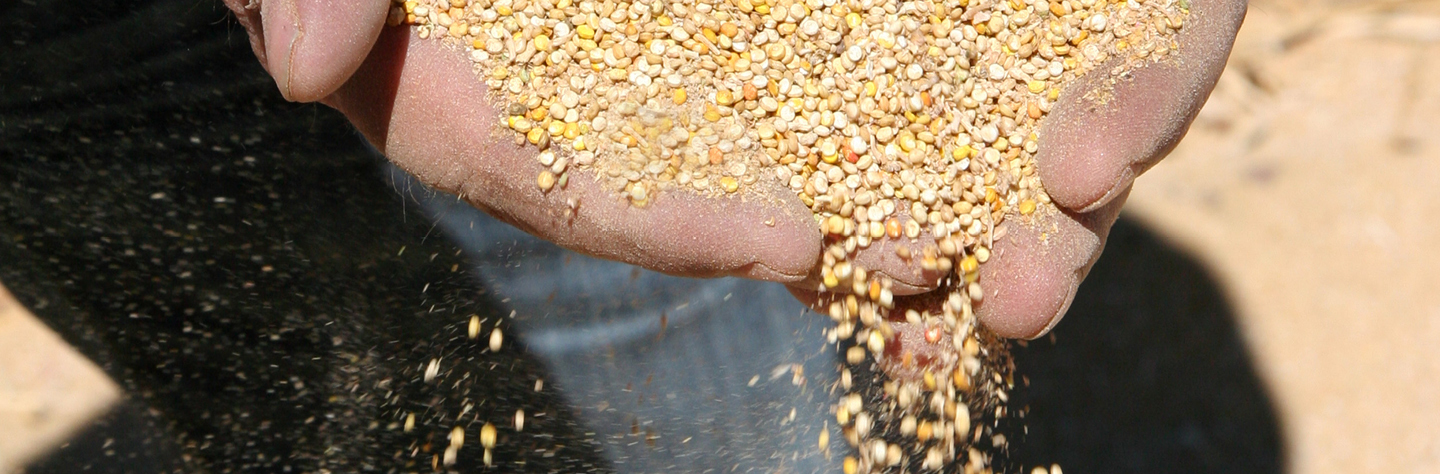 LES QUALITES NUTRITIONNELLES ET LA CUISINE DU QUINOA