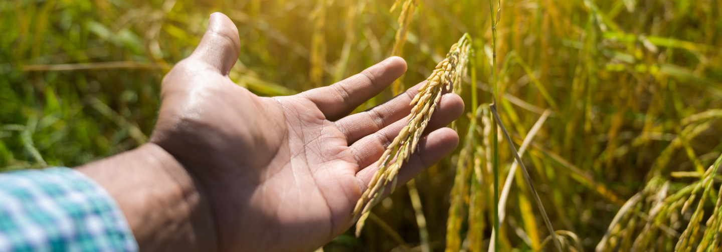 COMMENT CULTIVE T-ON LE RIZ ?