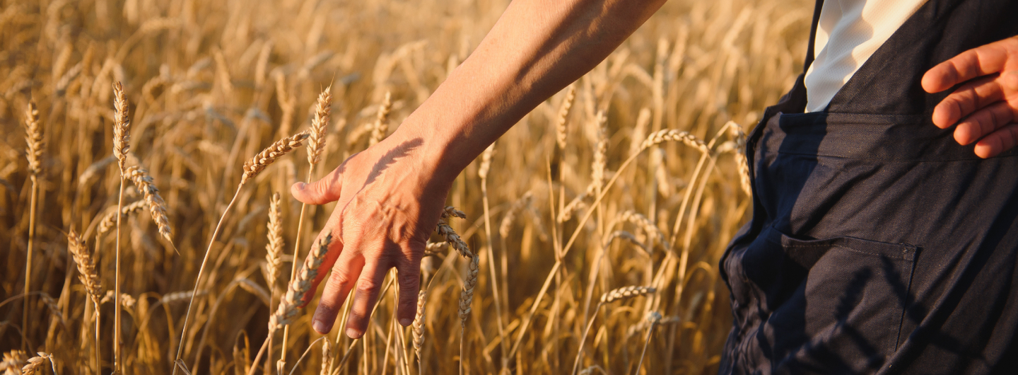 CARACTERISTIQUES BOTANIQUES ET PROCESSUS DE CULTURE DU BLE DUR