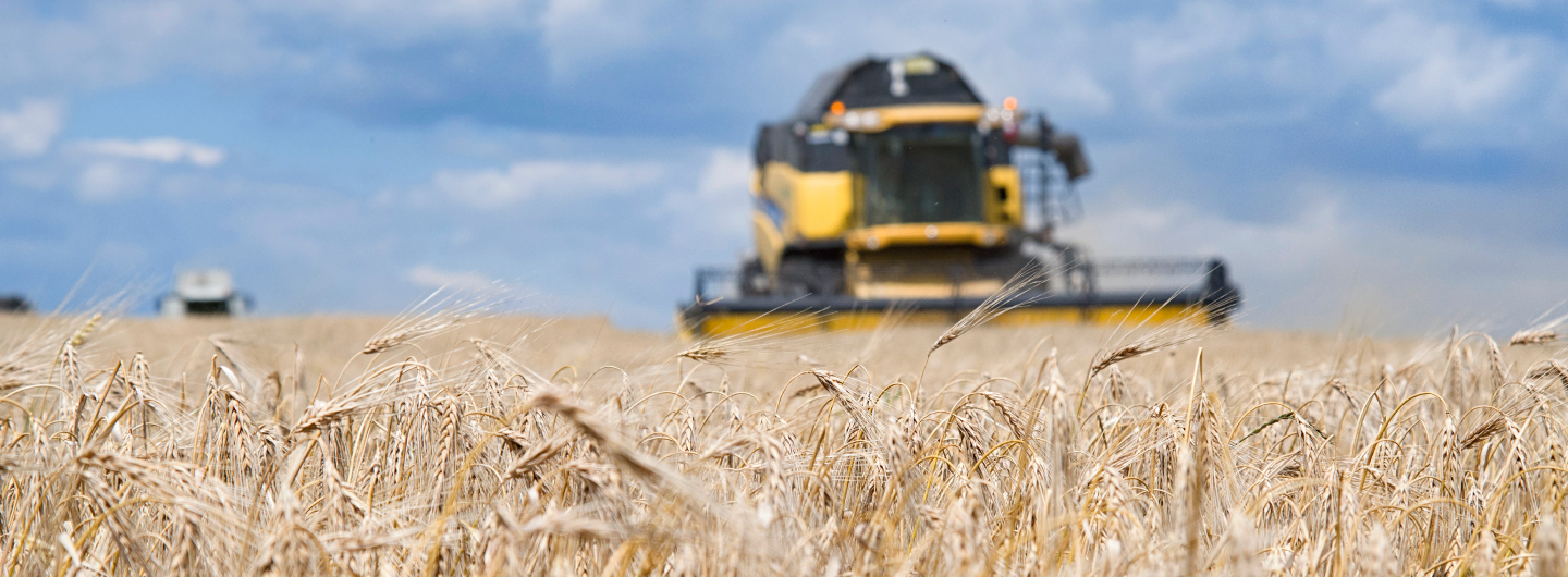 ENJEUX INDUSTRIELS ET PERSPECTIVES AUTOUR DU BLE DUR